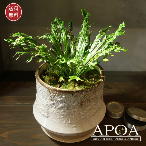 楽天市場】アスプレニウム ニダス バリエガータ 鉢植え おしゃれな