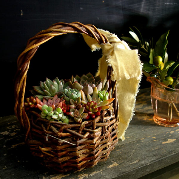 楽天市場】多肉植物 バスケット かわいい寄せ植え 人気 : APOA