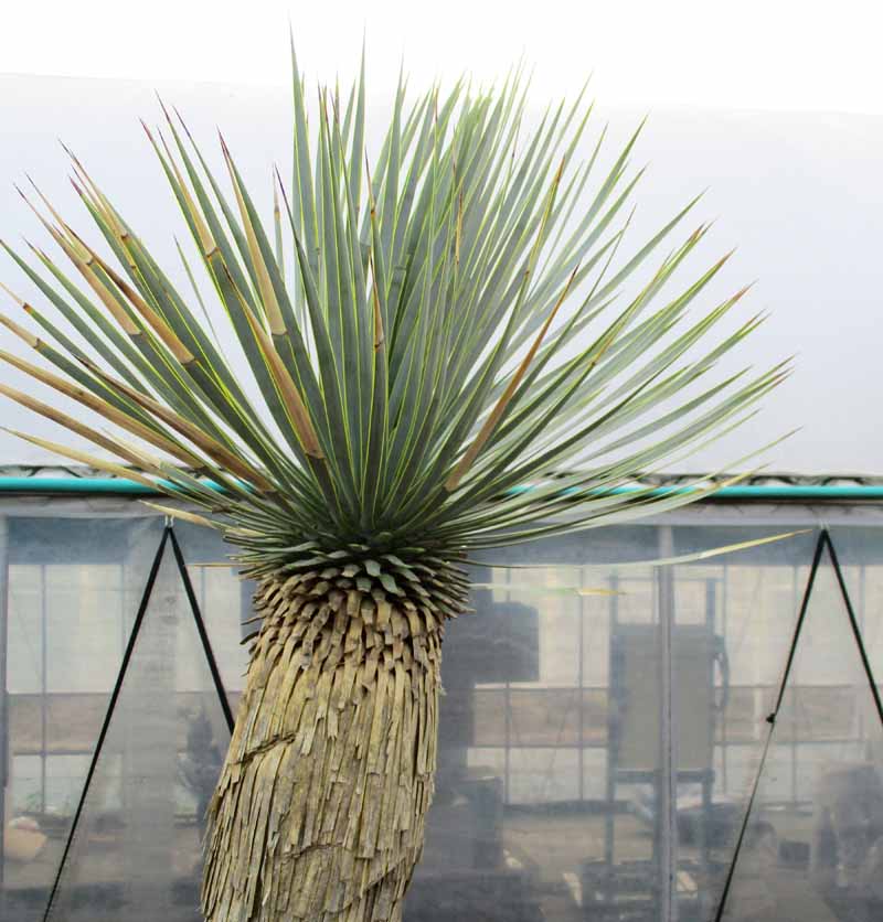 楽天市場】【現品・現物】ユッカ・ロストラータ 大株 幹立ち 15号