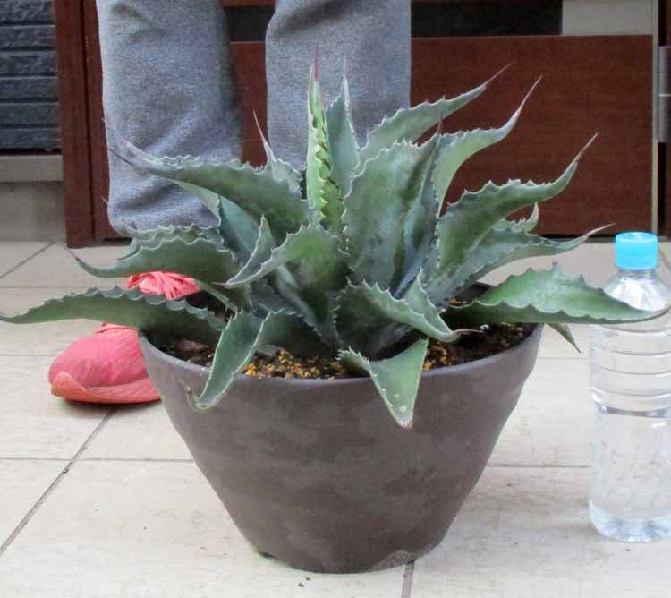 楽天市場】☆【現品・現物】【フェロックス 販売】アガベ サルミアナ