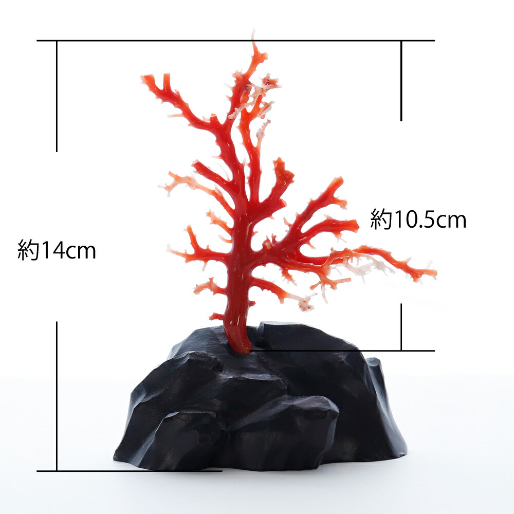 楽天市場】1点物 日本産血赤珊瑚『拝見』 3月 誕生石 珊瑚 置物 還暦祝