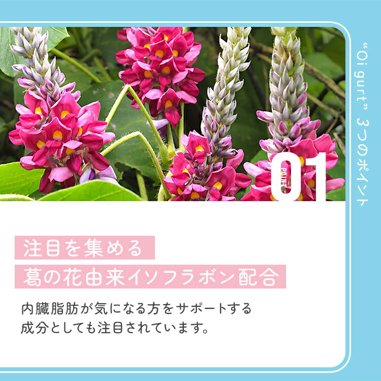 楽天市場】機能性表示食品 Oigurt オイグルト 葛の花 イソフラボン 有
