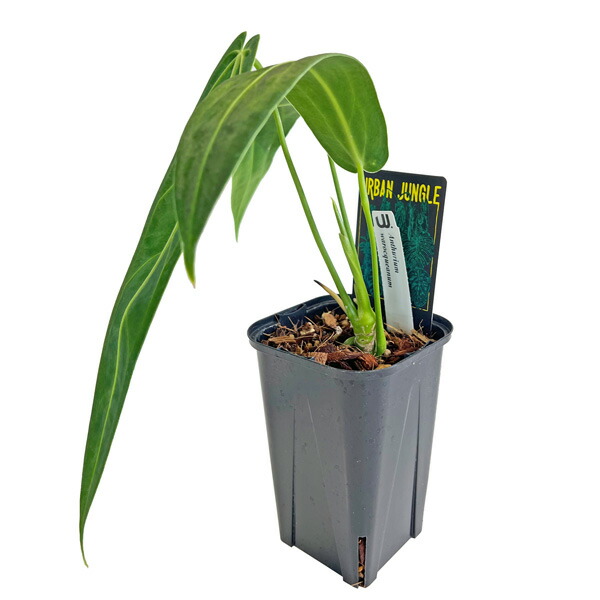 楽天市場】UJ アンスリウム ワロクアーナム 3.5号 アーバンジャングル