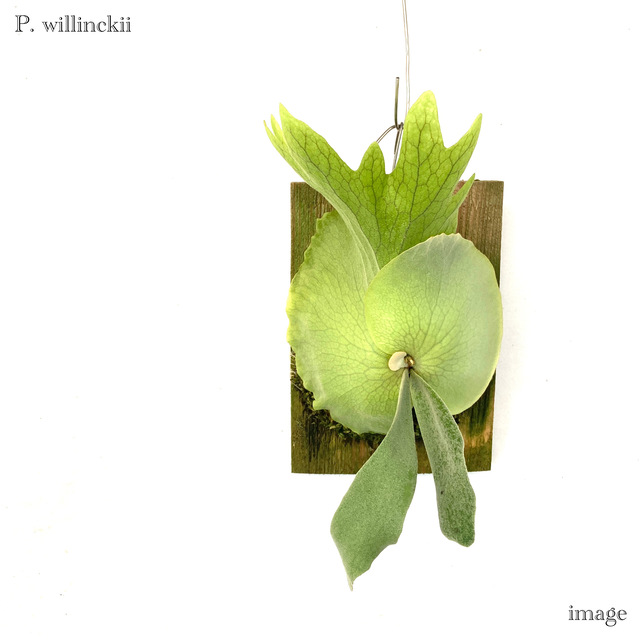 楽天市場】コウモリラン ウィリンキー 板付 (ビカクシダ プラティ