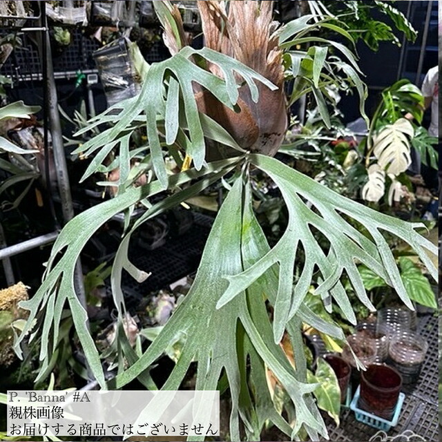 楽天市場】(現品) ビカクシダ バンナ #A (TC) (No.41167) (コウモリ