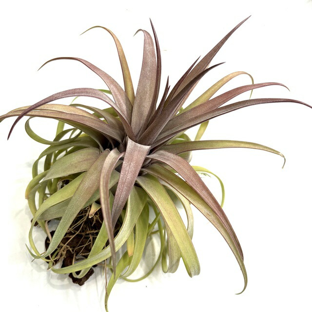 楽天市場】(現品) チランジア 交配種(ノバキー × ストレプトフィラ