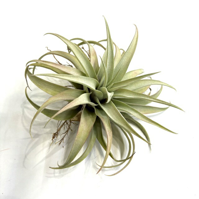 楽天市場】(現品) チランジア カピタータ 'シルバーローズ' (No.22305