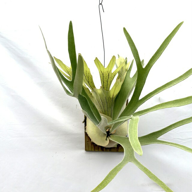 楽天市場】(現品) ビカクシダ ビーチー 'アッキ' (pup) (No.40921