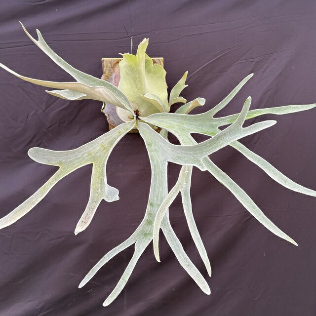 楽天市場】(現品) ビカクシダ 'オモ' ポーラーベア (TC) (No.41035