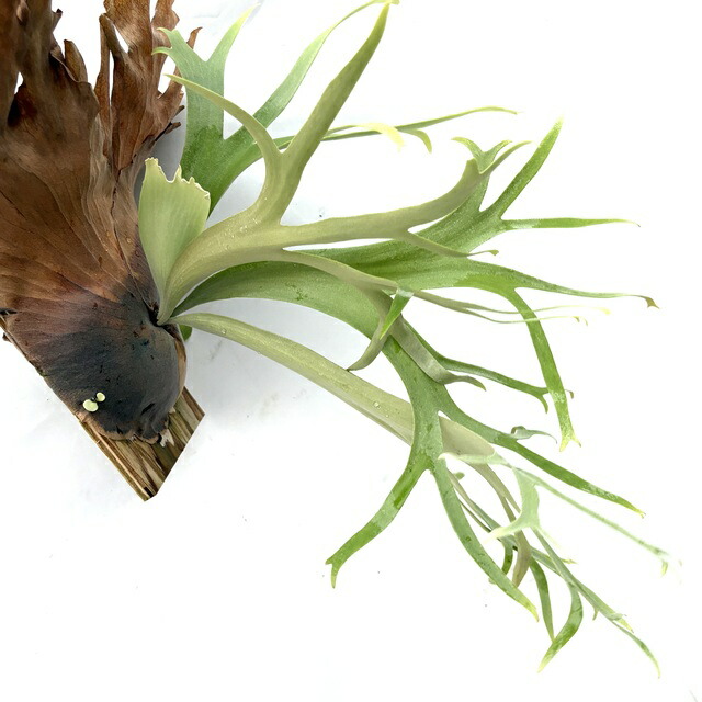 楽天市場】(現品) ビカクシダ ウィリンキー 'リトルエルフ' (TC) (No