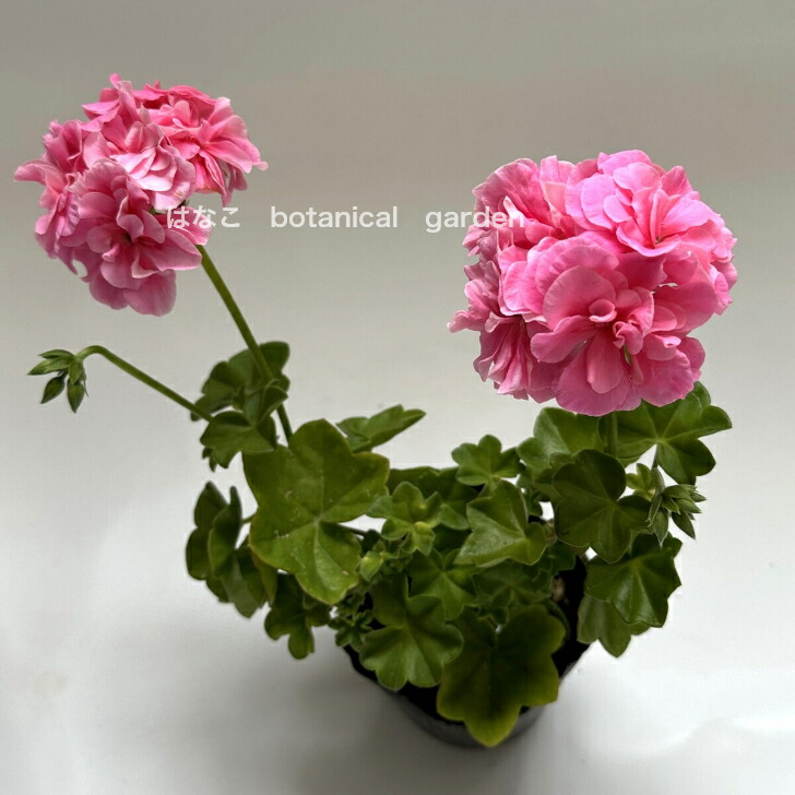 楽天市場】【ゼラニウム 苗】アイビーゼラニウム 大輪八重咲き ピンク