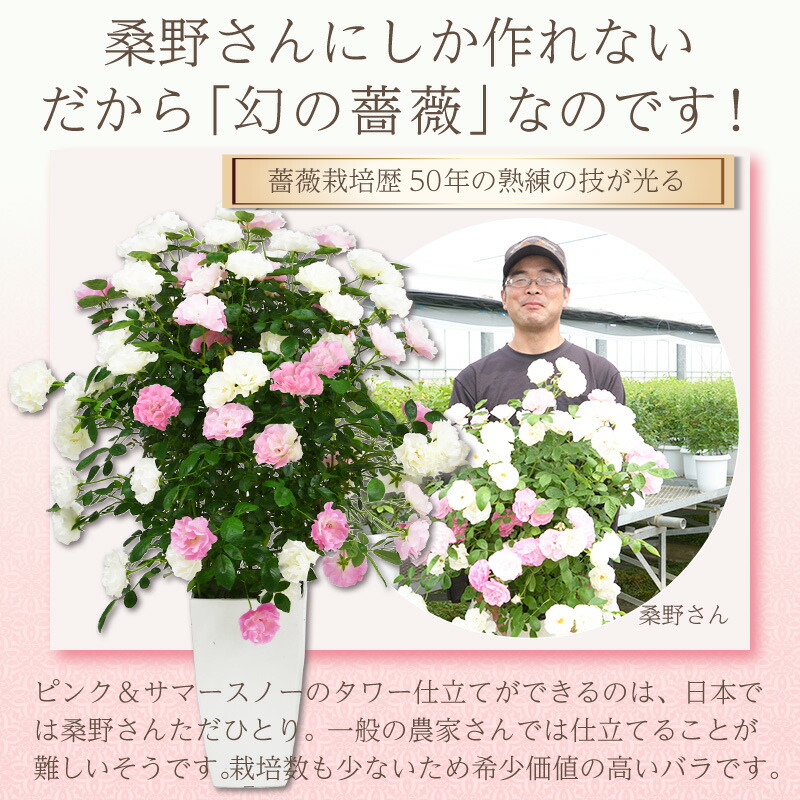 楽天市場】母の日 花 バラ 鉢植え ギフト 2色植え 幻の薔薇 ピンク