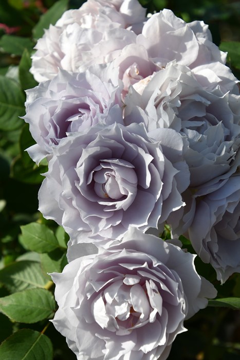 楽天市場】【冬季大苗】バラ苗 ザセレスティアル 国産苗 6号鉢植え品