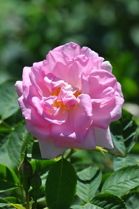 楽天市場】【大苗】バラ苗 セレッシャル【セレスティアル】 国産苗 6号