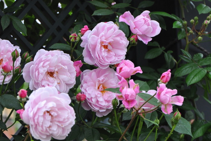 楽天市場】【冬季大苗】バラ苗 メアリーディレイニー【モーティマー