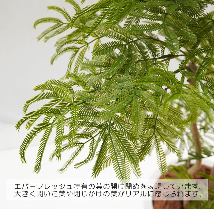 楽天市場】エバーフレッシュ 180cm (ネムノキ 造花 樹木 人工観葉植物