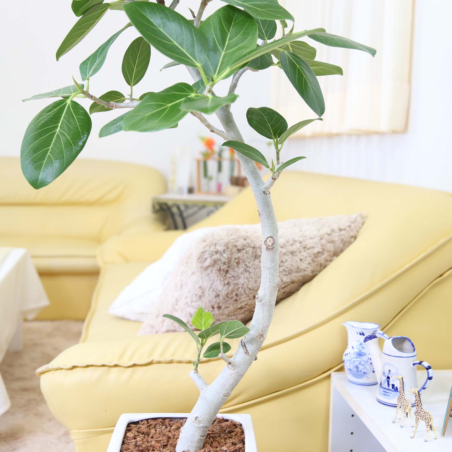 楽天市場】フィカス ベンガレンシス（ベルガルゴム） ホワイト陶器鉢