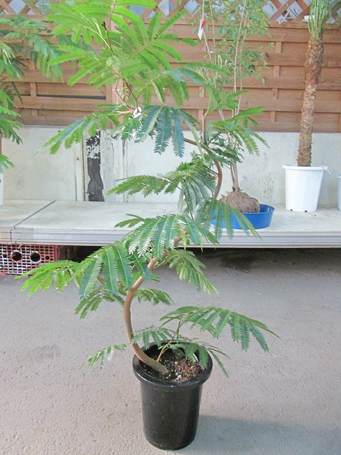 楽天市場】エバーフレッシュ 曲がり 8号 ねむの木 観葉植物 インテリア