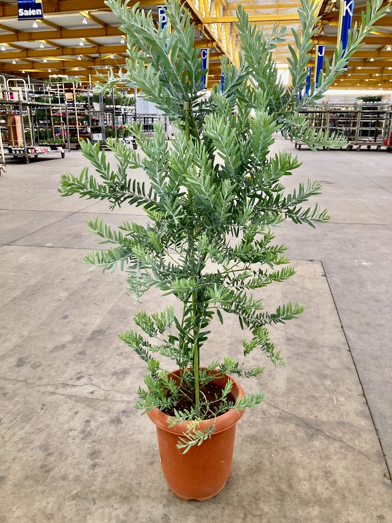 楽天市場】アカシア ブルーブッシュ 8号 マメ科 観葉植物 シルバー