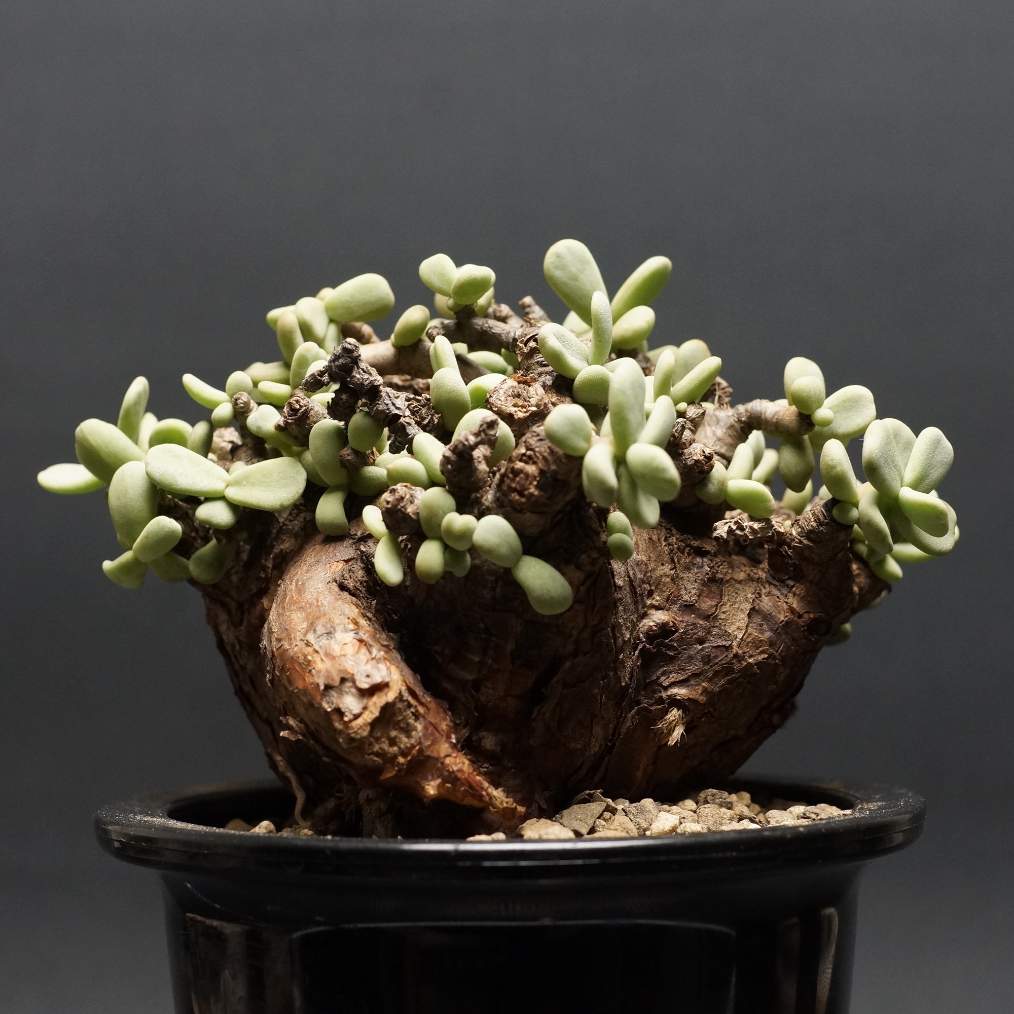 ケラリアピグマエア 現地球 発根済み 成長期 【公式通販】