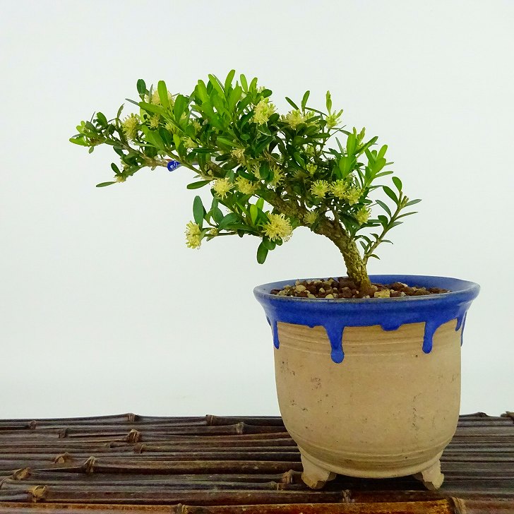 楽天市場】盆栽 台湾黄楊 樹高 約14cm たいわんつげ タイワンツゲ 柘植
