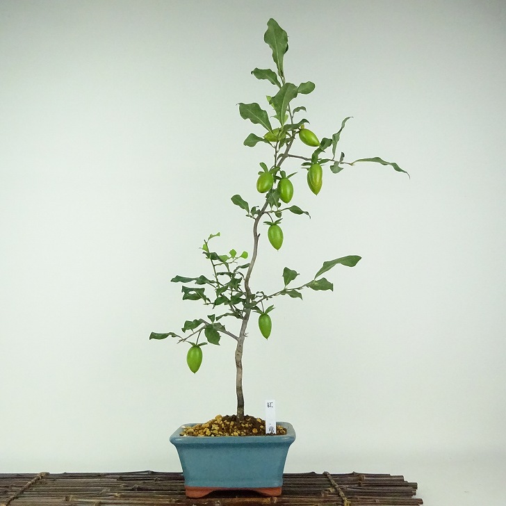 楽天市場】老爺 柿 雄 木の通販