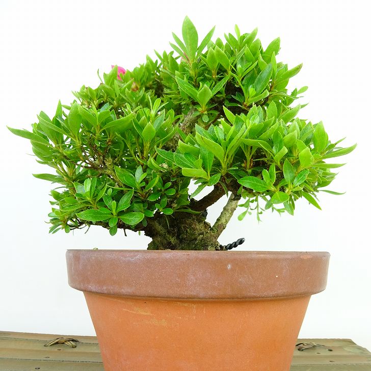 楽天市場】盆栽 皐月 明美の月 樹高 約16cm さつき Rhododendron