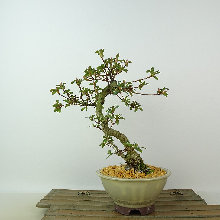 楽天市場】盆栽 皐月 神鏡 樹高 約21cm さつき Rhododendron indicum