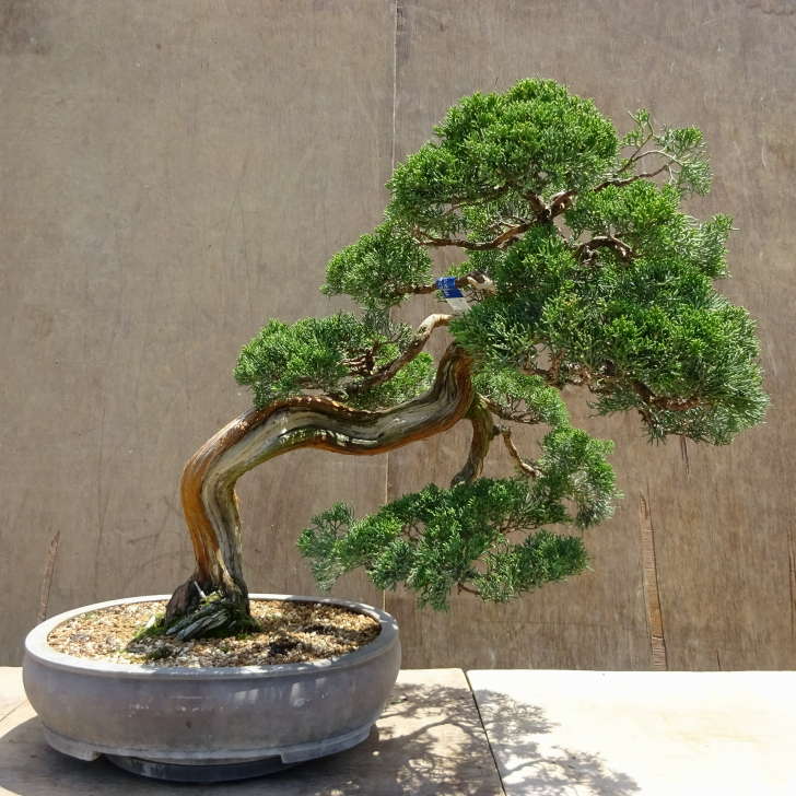 楽天市場】盆栽 真柏 樹高 約55cm しんぱく Juniperus chinensis