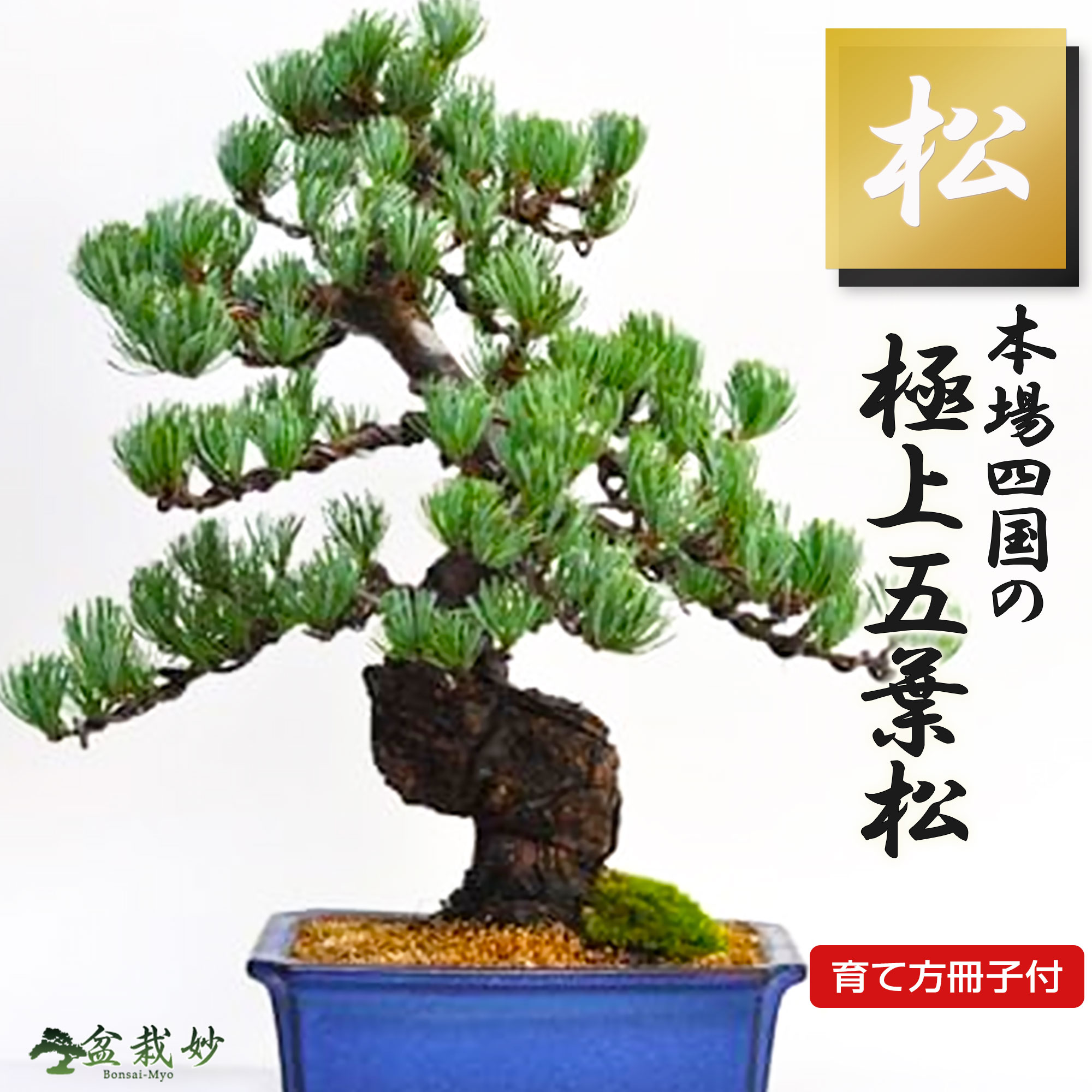 楽天市場】盆栽 松 五葉松 至高の盆栽 本場四国産 ブランド 高級