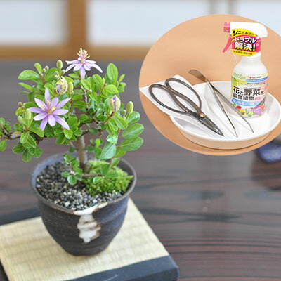 楽天市場】盆栽 花の咲く盆栽 睡蓮木とはじめて道具セット はさみ 薬剤