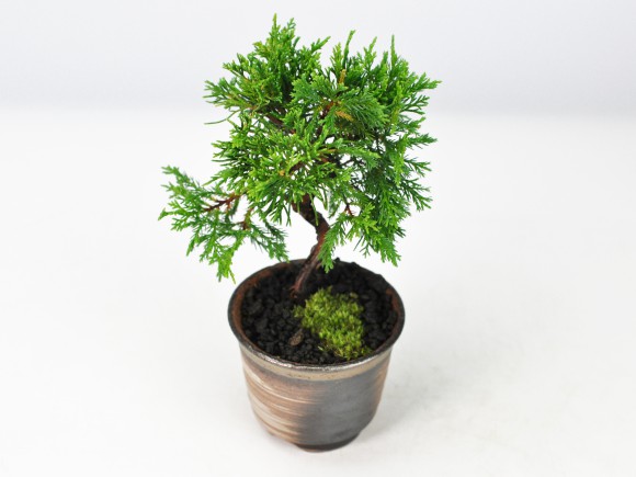 楽天市場】盆栽 真柏 ミニ糸魚川真柏 ミニ盆栽 ミニ 松柏 初心者 室内