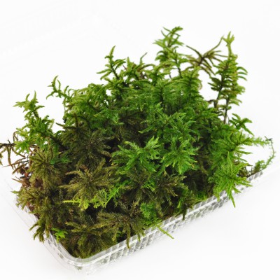 楽天市場】苔 高野万年草(コウヤノマンネングサ)パック こうやのまん