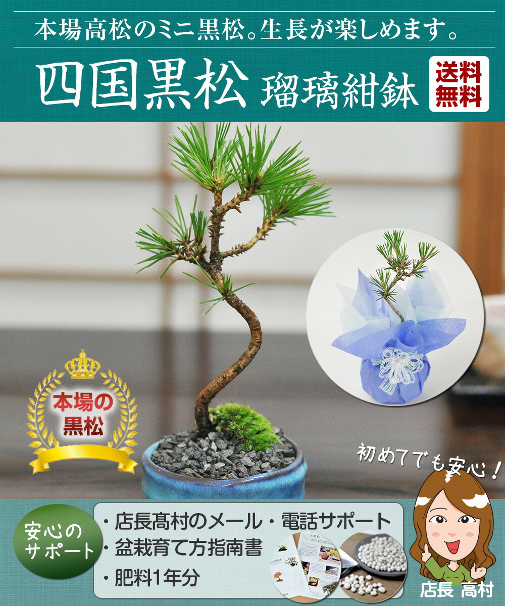 楽天市場】ミニ盆栽 松 黒松 ミニミニ盆栽 松ミニ盆栽 樹齢3年 万古焼