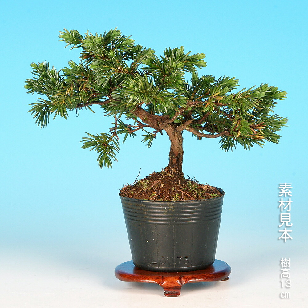 楽天市場】盆栽 杜松高嶺 トショウ 小品盆栽 ミニ盆栽 松柏 盆栽素材