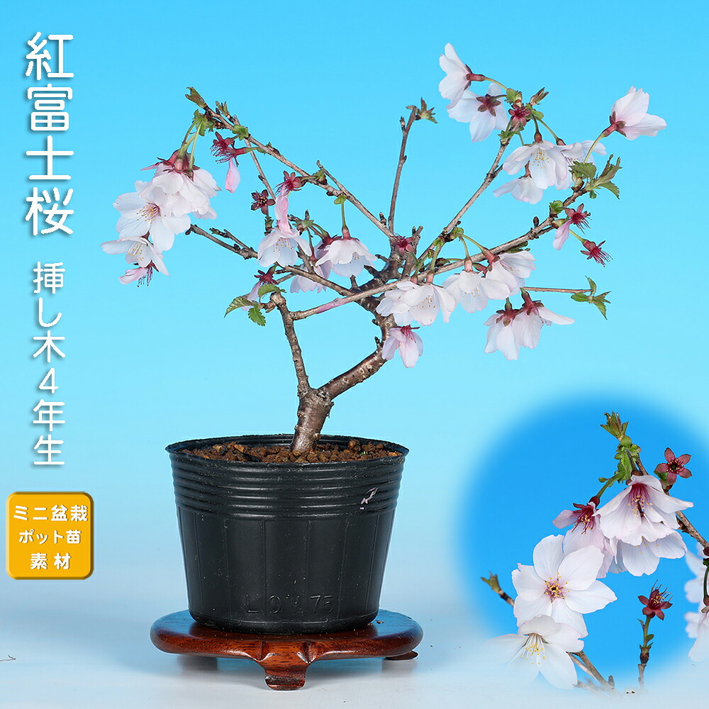 楽天市場】盆栽 富士桜の通販