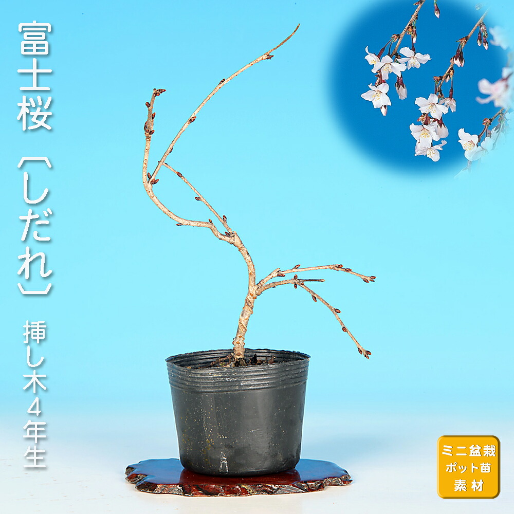 ミニ盆栽 桜 盆栽 植木」の人気商品一覧 | 安い商品を通販サイトから
