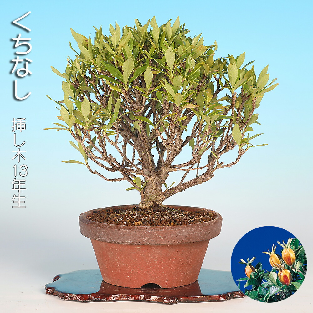 楽天市場】盆栽 くちなし 挿し木13年生 クチナシ 梔子 花物盆栽 実物
