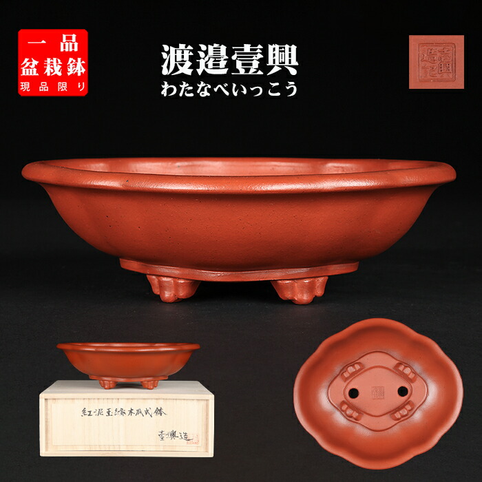 楽天市場】盆栽鉢 「壱興紅泥木瓜式鉢」 植木鉢 作家鉢 一弘 壱興造記