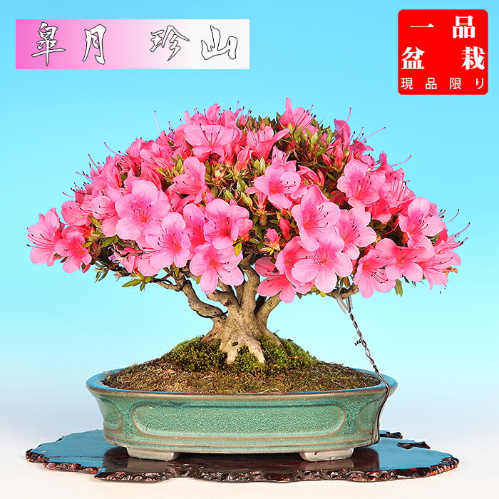 カックン専用！ 皐月盆栽 さつき盆栽 サツキ盆栽 カックン専用！ 皐月