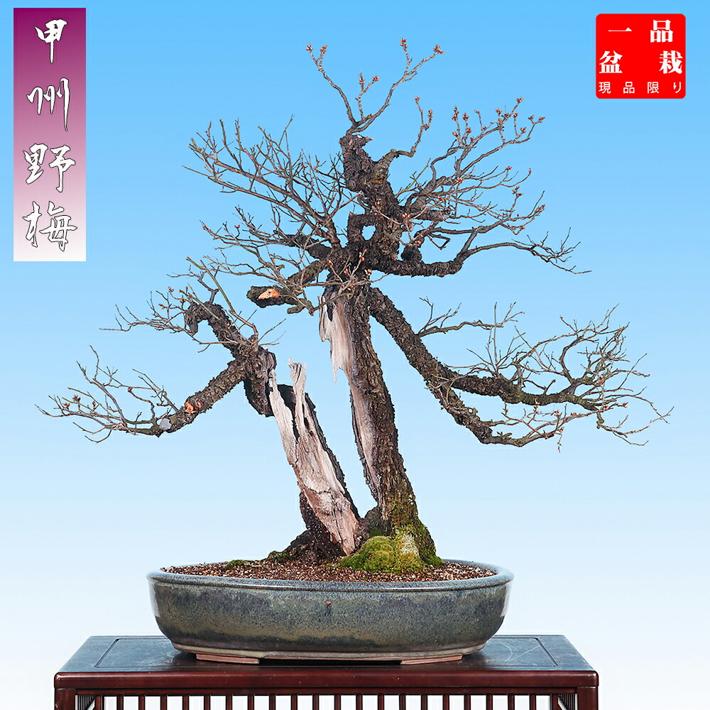 楽天市場】盆栽 「甲州野梅」 野梅 ヤバイ やばい 雑木盆栽 花物盆栽