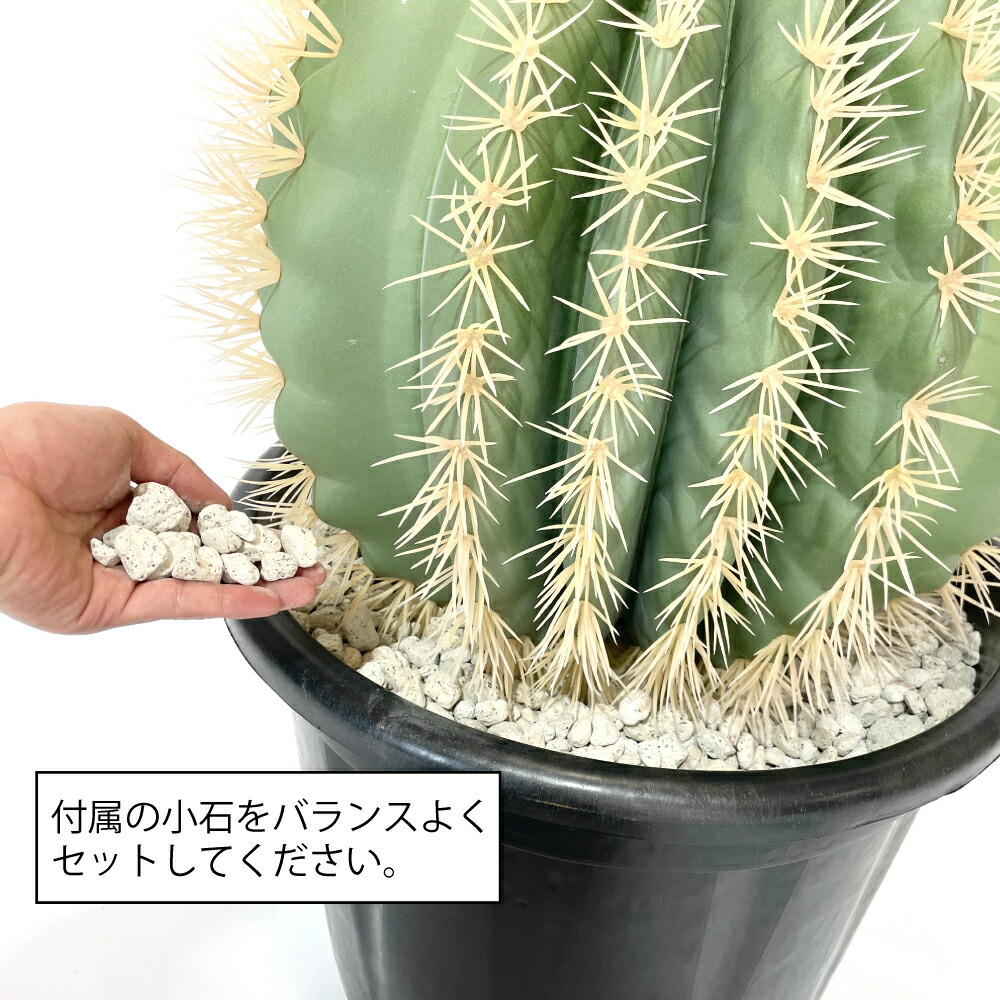 楽天市場】サボテン 金鯱風 (エキノカクタスグルソニー) 高さ84cm 幅