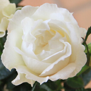 白い水差しのバラ ホワイト – はなはなショップ