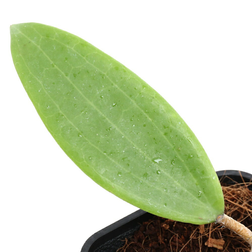 楽天市場】（観葉植物）ホヤ ブルサン 3号（1鉢） : charm 楽天市場店