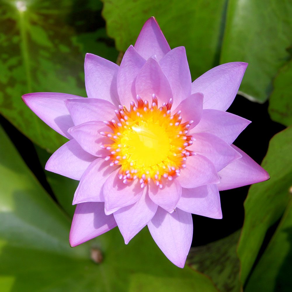 foil】睡蓮の原野 英語 4枚セット Lotus Petal 英語版 foil MTG