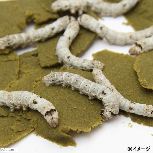 楽天市場】カイコ専用飼料 シルクメイト2S（改良品種用 交雑種用