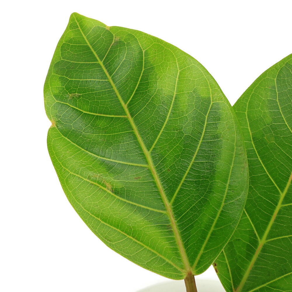 観葉植物 フィカス・アルテシマ」の人気商品一覧 | 安い商品を通販