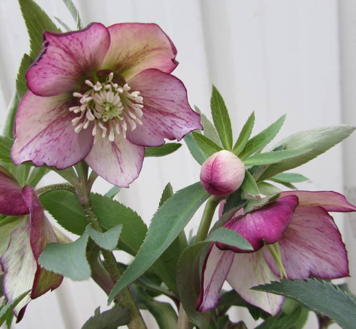 楽天市場】【開花見込み株】ミヨシのクリスマスローズ プチドール 彩