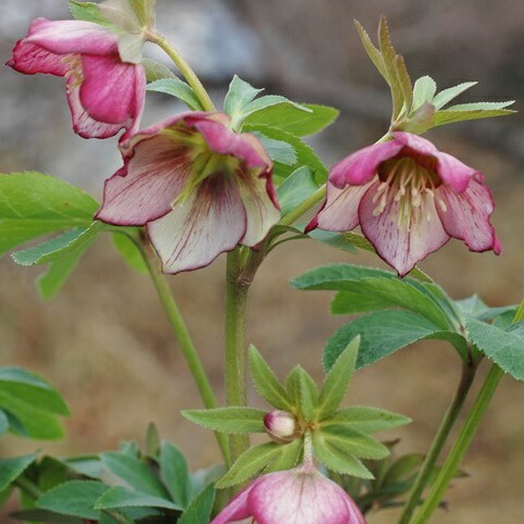 楽天市場】【開花見込み株】ミヨシのクリスマスローズ プチドール 彩