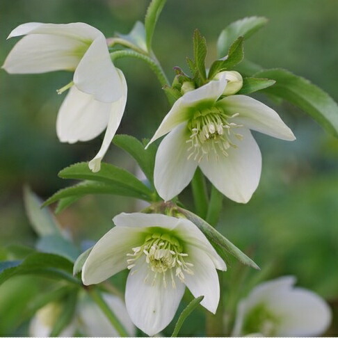 楽天市場】クリスマスローズ 小輪多花の通販